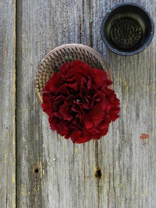 BURGUNDY CARNATIONS